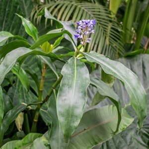 Dichorisandra plant met blauwe bloemen in een botanische tuin.