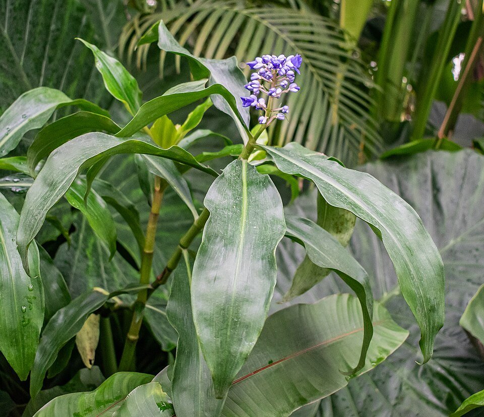 Dichorisandra plant met blauwe bloemen in een botanische tuin.