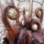 Dicksonia sellowiana varen met grote groene bladeren en slanke stam.