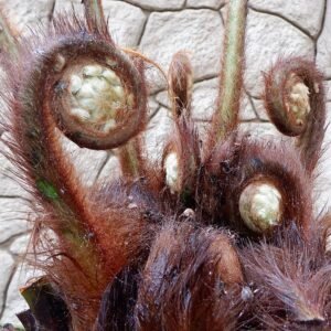 Dicksonia sellowiana varen met grote groene bladeren en slanke stam.