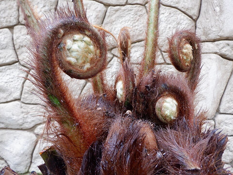 Dicksonia sellowiana varen met grote groene bladeren en slanke stam.