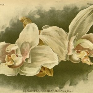 Illustratie van Stanhopea reichenbachiana orchidee in gedetailleerde stijl.