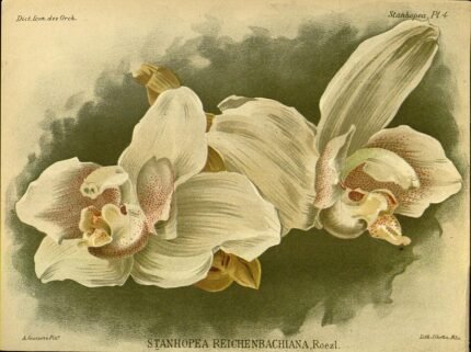 Illustratie van Stanhopea reichenbachiana orchidee in gedetailleerde stijl.