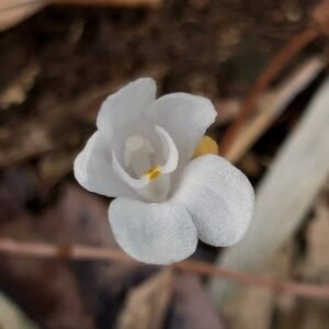 Didymoplexis pallens