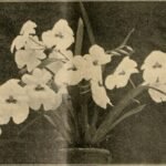 Paarse Phalaenopsis orchidee met vlindervormige bloemen.