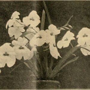 Paarse Phalaenopsis orchidee met vlindervormige bloemen.