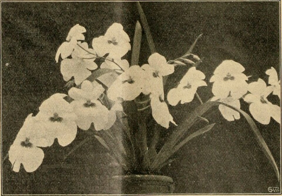 Paarse Phalaenopsis orchidee met vlindervormige bloemen.