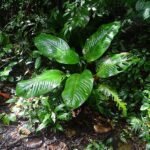 Dieffenbachia plant met langwerpige bladeren en witte nerven.