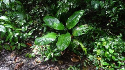Dieffenbachia plant met langwerpige bladeren en witte nerven.