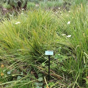 Afrikaanse lelie (Dietes) bloem in Jacksonville Zoo.