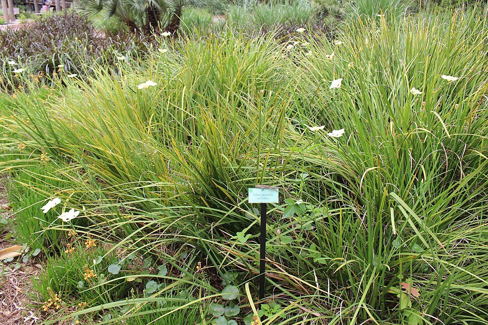 Afrikaanse lelie (Dietes) bloem in Jacksonville Zoo.