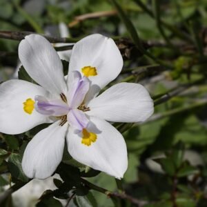 Dietes iridioides bloem op een zonnige dag in Californië.