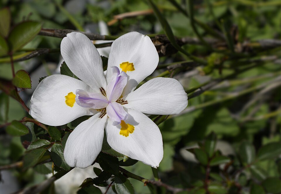 Dietes iridioides bloem op een zonnige dag in Californië.