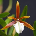 Dinema polybulbon orchidee plant met gele bloemen en groene bladeren.
