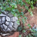 Dioscorea elephantipes plant met unieke bolvormige stam.