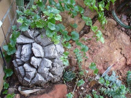 Dioscorea elephantipes plant met unieke bolvormige stam.