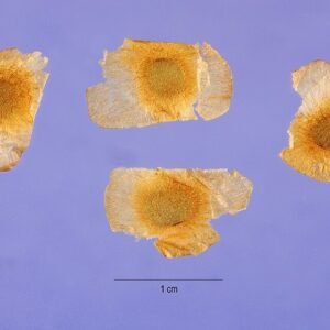 Delicate witte bloemknoppen van Polystachya plant met groene bladeren.