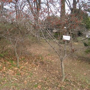 Diospyros rhombifolia in winter, met kale bomen en heldere lucht.