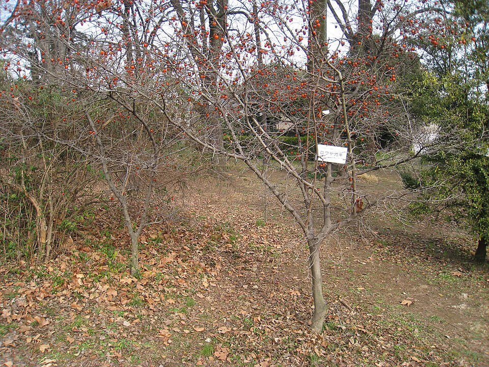 Diospyros rhombifolia in winter, met kale bomen en heldere lucht.