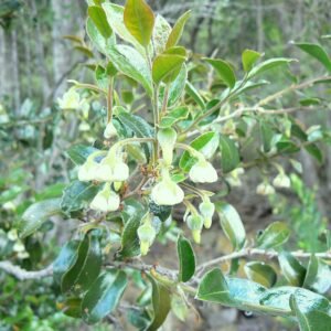 Diospyros whyteana bloemen in close-up, witte bloemblaadjes met gele meeldraden.