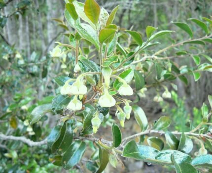 Diospyros whyteana bloemen in close-up, witte bloemblaadjes met gele meeldraden.