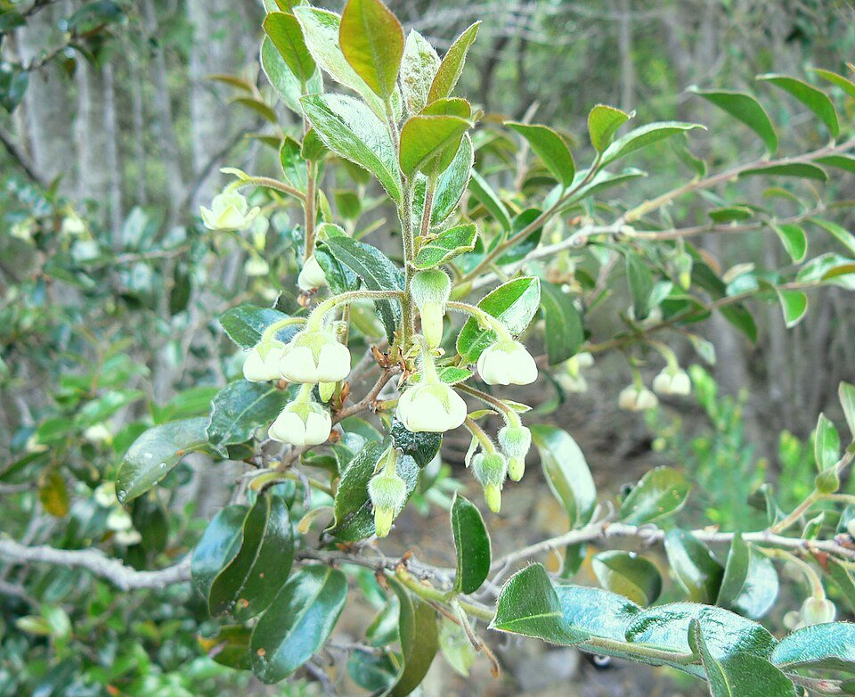 Diospyros whyteana bloemen in close-up, witte bloemblaadjes met gele meeldraden.