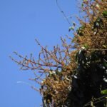 Rode vruchten van de Diploglottis cunninghamii boom tegen een blauwe lucht.