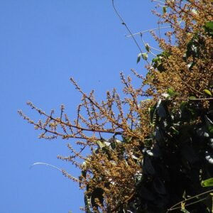 Rode vruchten van de Diploglottis cunninghamii boom tegen een blauwe lucht.