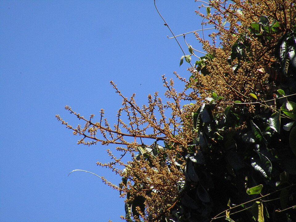 Rode vruchten van de Diploglottis cunninghamii boom tegen een blauwe lucht.