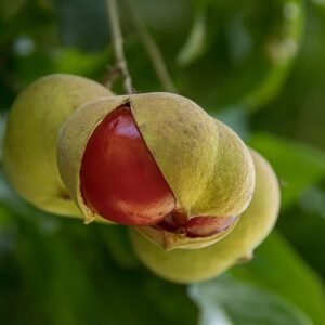 Rode bladeren en gele vruchten van de Diploglottis campbellii plant.