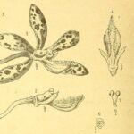 Botanische illustratie van Dipodium elegans orchidee met bloemen en bladeren.