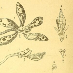 Botanische illustratie van Dipodium elegans orchidee met bloemen en bladeren.