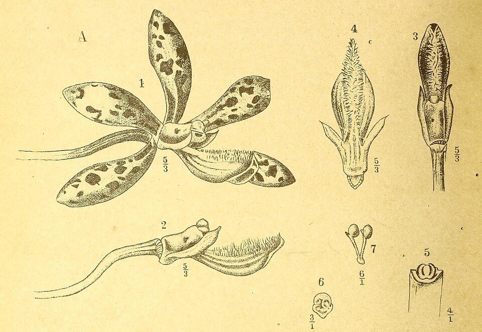 Botanische illustratie van Dipodium elegans orchidee met bloemen en bladeren.