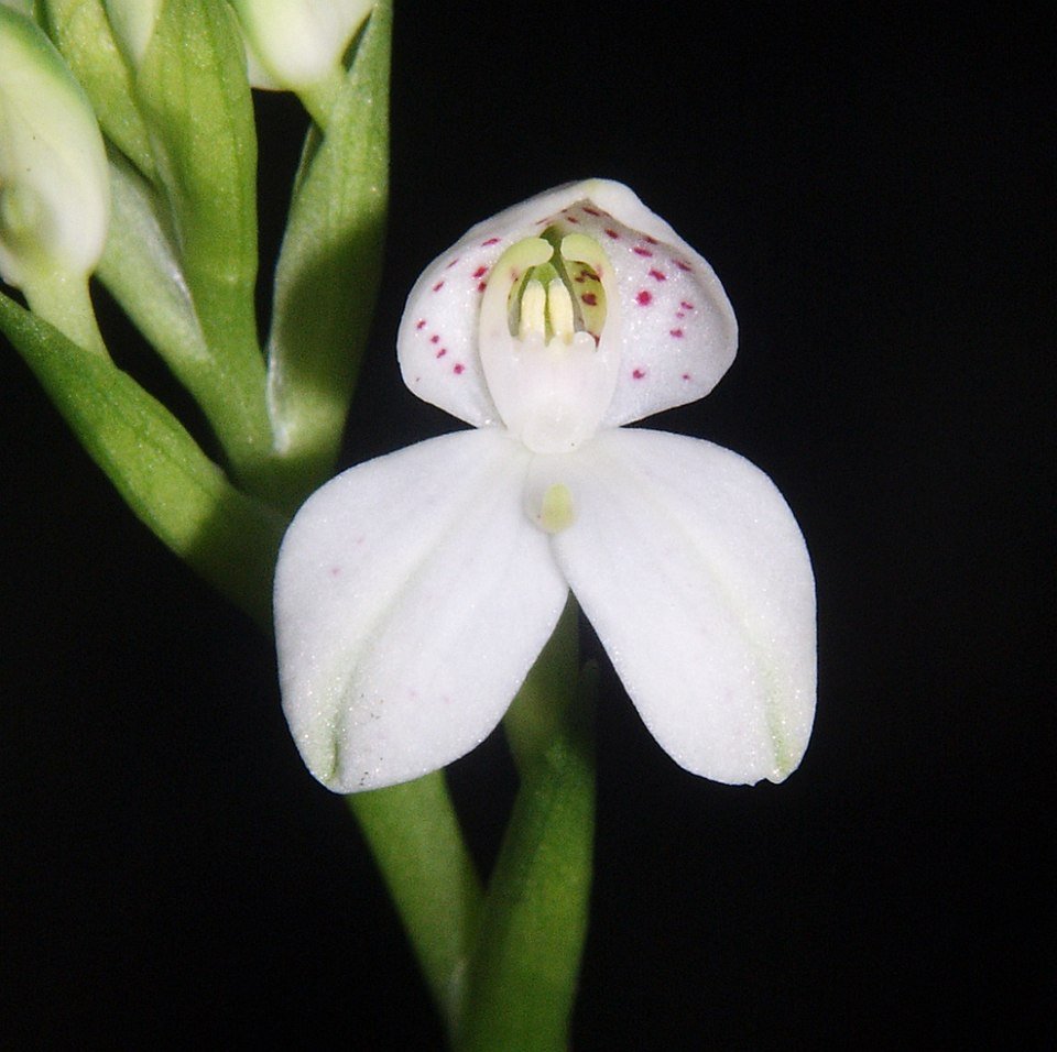 Purple Disa tripetaloides orchid flower in full bloom with green leaves on bright background.