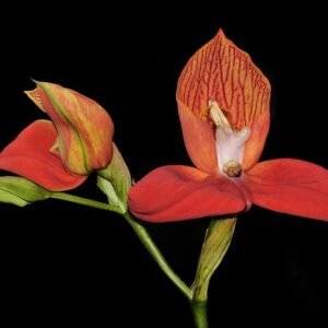 Mooie rode Disa uniflora orchidee met unieke bloemblaadjes en groene bladeren.