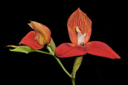 Mooie rode Disa uniflora orchidee met unieke bloemblaadjes en groene bladeren.