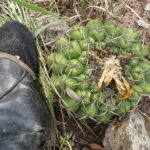 Discocactus catingicola cactus met groene stekels en bloemknoppen.