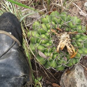 Discocactus catingicola cactus met groene stekels en bloemknoppen.