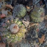 Discocactus diersianus cactus met gele stekels en roze bloemen op witte achtergrond.