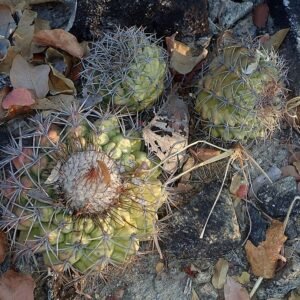 Discocactus diersianus cactus met gele stekels en roze bloemen op witte achtergrond.