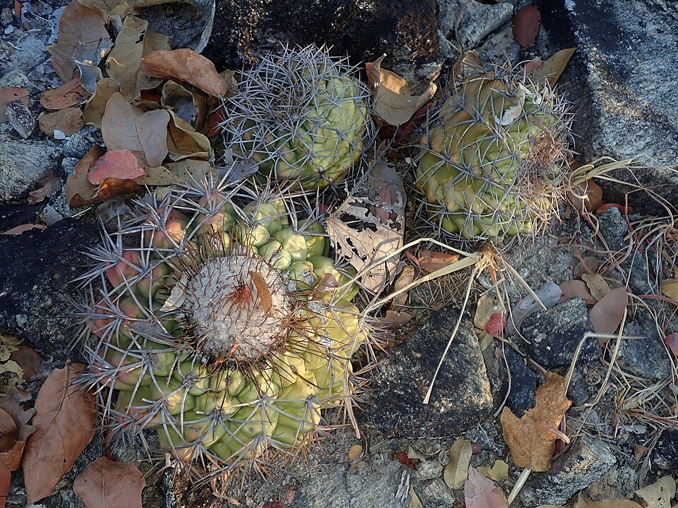Discocactus diersianus cactus met gele stekels en roze bloemen op witte achtergrond.