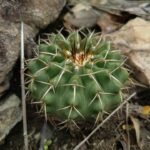 Discocactus fariae-peresii cactus met felroze bloemknoppen en stekelige groene stengels.