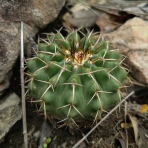 Discocactus fariae-peresii cactus met felroze bloemknoppen en stekelige groene stengels.