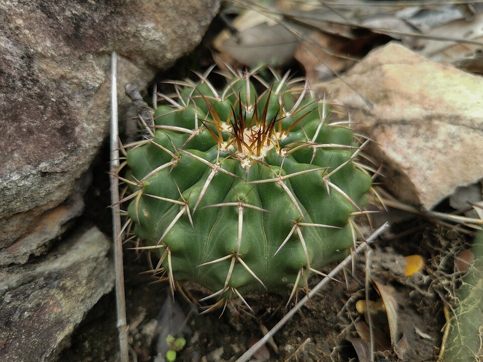 Discocactus fariae-peresii cactus met felroze bloemknoppen en stekelige groene stengels.