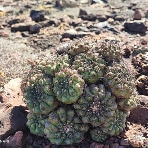 Zeldzame Discocactus ferricola cactus met sierlijke ribbels.