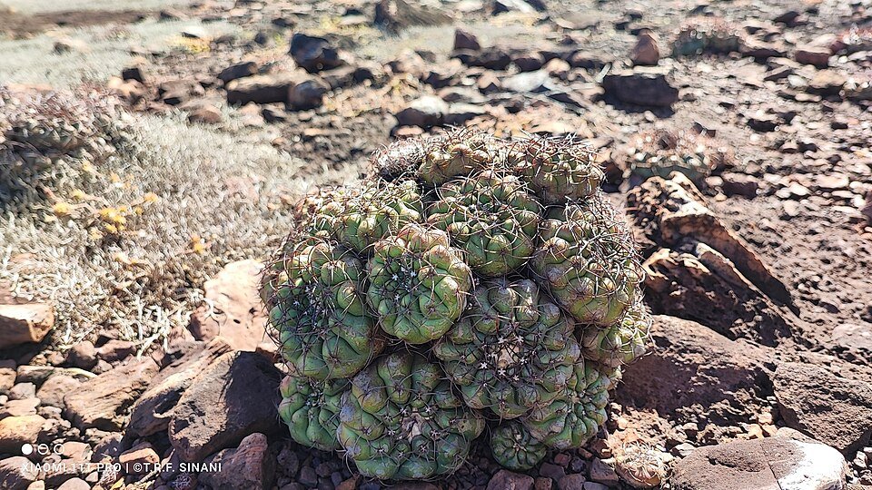 Zeldzame Discocactus ferricola cactus met sierlijke ribbels.