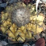 Discocactus boliviensis op stenige achtergrond met witte doornen.