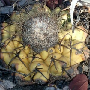 Discocactus boliviensis op stenige achtergrond met witte doornen.