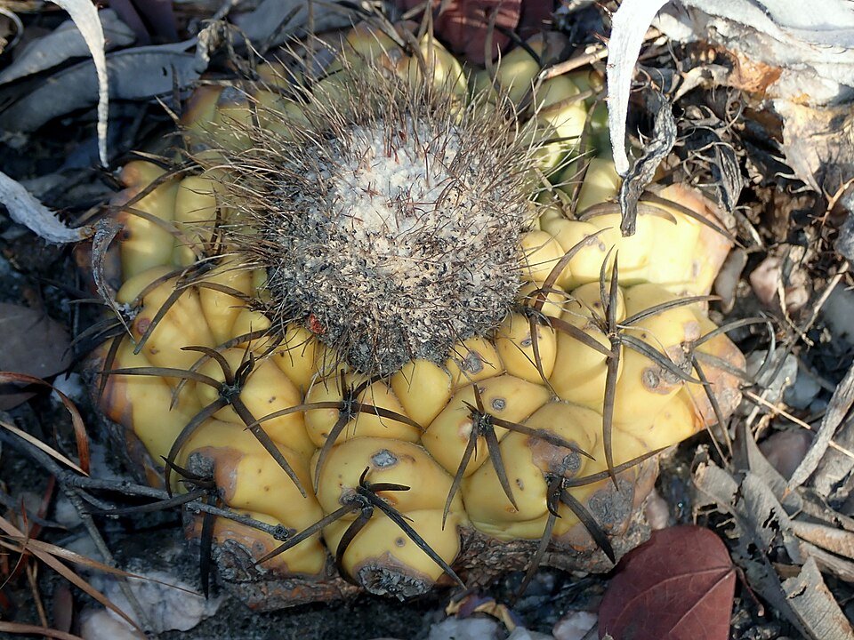 Discocactus boliviensis op stenige achtergrond met witte doornen.