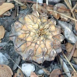 Discocactus hartmannii cactus met heldere roze bloemen in pot.